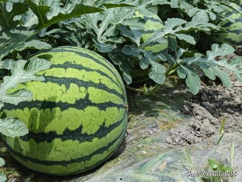 热门大瓜有哪些,揭秘明星幕后故事