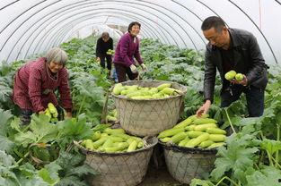 瓜瓜基地,绿色生态农业的璀璨明珠